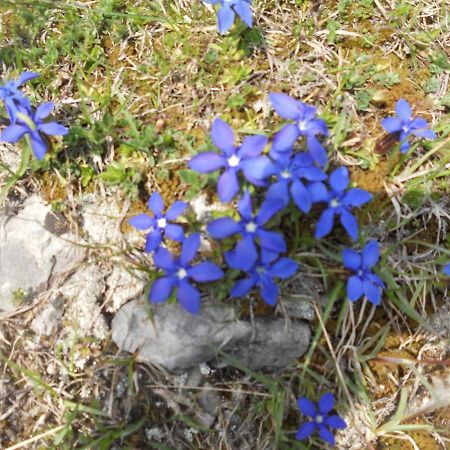 B&B Ai Pini Tiarno di Sopra Kültér fotó