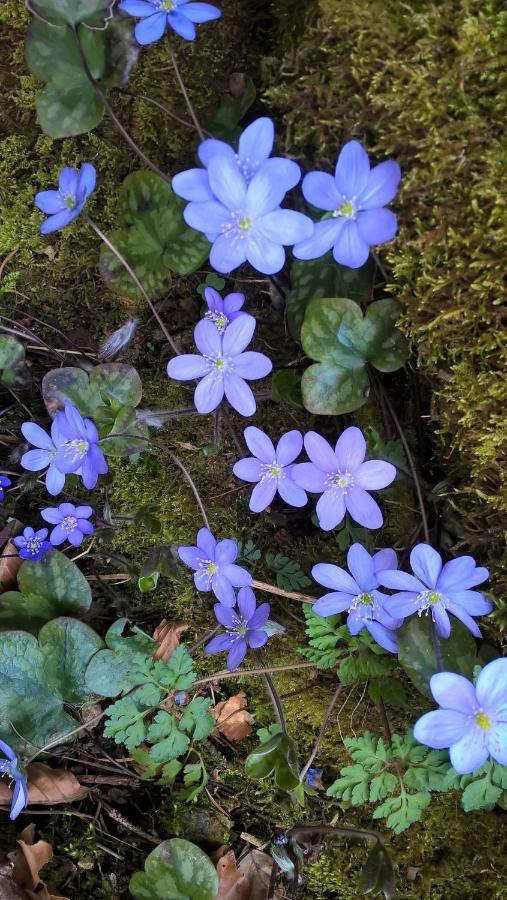 B&B Ai Pini Tiarno di Sopra Kültér fotó